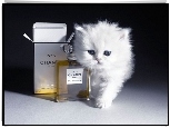 Kot, Perfumy, Chanel